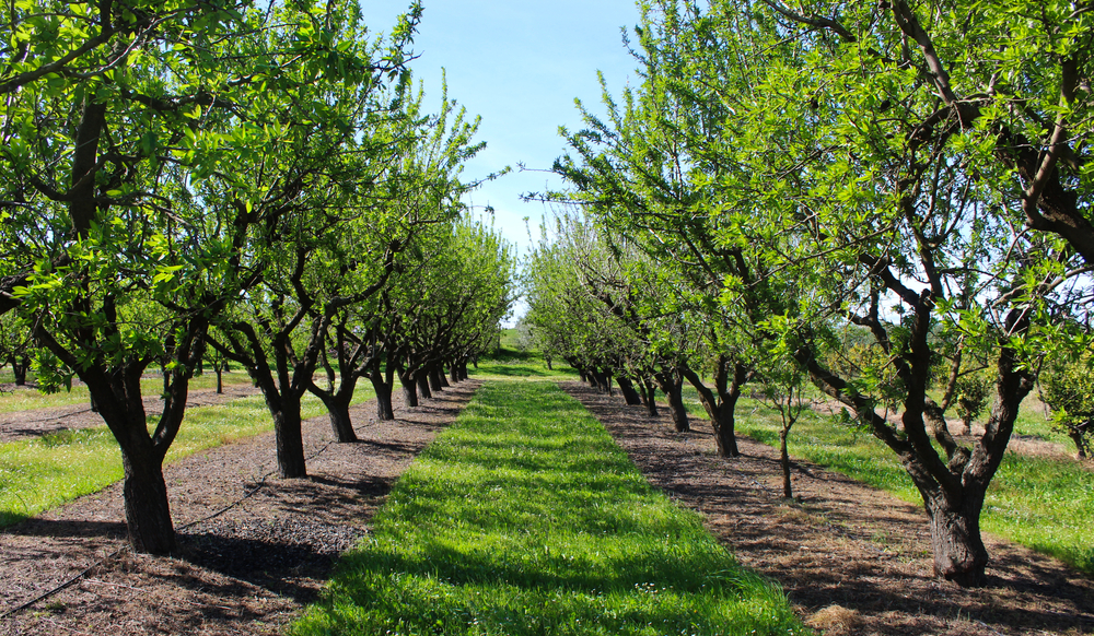 Row of almond trees growing.